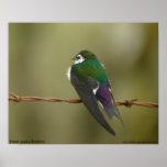 Violet-green Swallow Poster posters