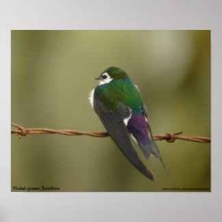 Violet-green Swallow Poster print