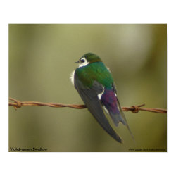 Violet-green Swallow Poster print