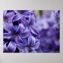 Violet Hyacinth Print