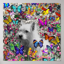 Violet in Butterflies – White Westie Dog Poster