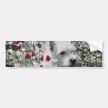 Violet in Flowers – White Westie Dog Bumper Stickers