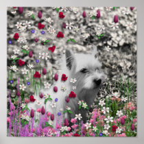 Violet in Flowers – White Westie in Blossoms Print