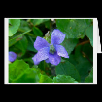 Violet in the Rain cards