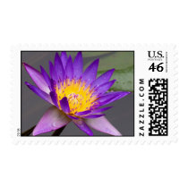 Violet Lily stamps