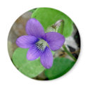 Violet Magnet by CarolsCamera Violet Magnet