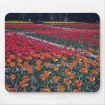 Violet Orange Bouquet Tulip, (Tulipa Gesneriana) f Mouse Pads