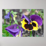 Violet Pansies in Bloom Poster