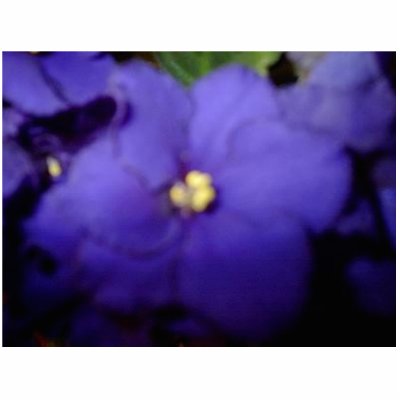 Violet Photo sculpture by christigmc