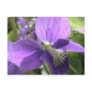 violet postcards