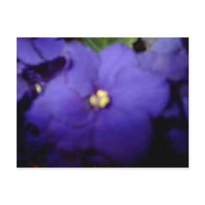 Violet Postcard by christigmc