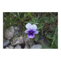 Violet posters by VermontCardCompany Violet posters
