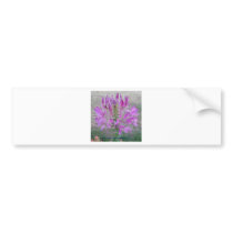 Violet Queen Cleome bumper stickers