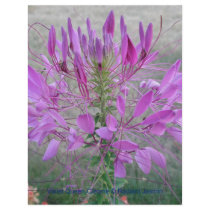 Violet Queen Cleome flyers
