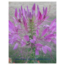 Violet Queen Cleome letterhead