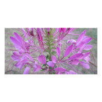 Violet Queen Cleome photo cards