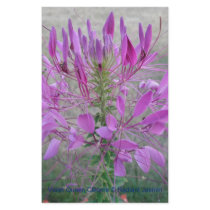 Violet Queen Cleome stationery