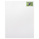 Violet Sabrewing Hummingbird Closeup Customized Letterhead