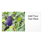 Violet Sabrewing Hummingbird Closeup Photo Card