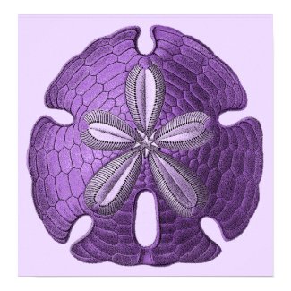 Violet Sand Dollar Poster Print print