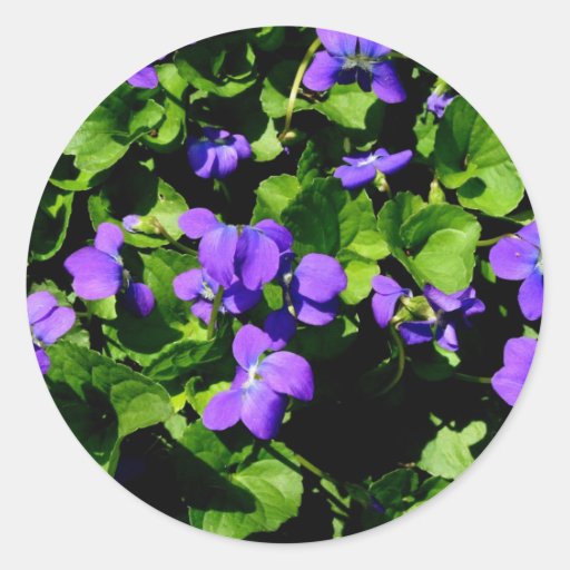 Violet Stickers Zazzle