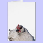 Violet the Lavender D'uccle cards