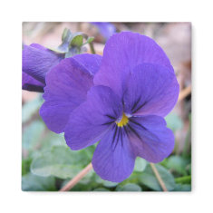 Violet Viola magnet