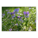 Violets cards