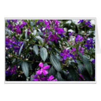 Violets cards