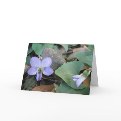 Violets Card by naturegirl7