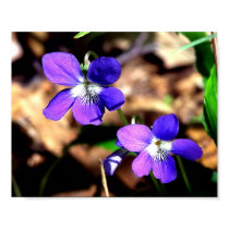 Violets Challenged posters by kahmier Violets Challenged posters