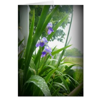 Violets in the Rain