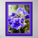 Violets in the Window posters