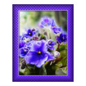 Violets in the Window posters