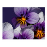 Violets Post Card