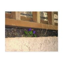 Violets postcard