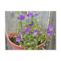 Violets Postcard