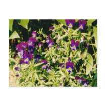 Violets Postcard