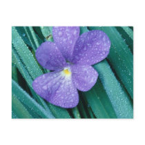 Violets R Blue postcards