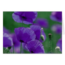violett Mohn Art Grußkarte