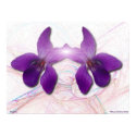 Violetta posters by Dave_Orchid Violetta posters