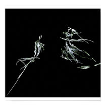 Violin Solo posters by DianasMoon Violin Solo posters