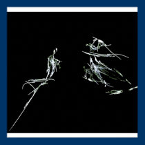 Violin Solo posters