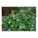 Virginia Blue Bells Card by skywatcher Virginia Blue Bells Card