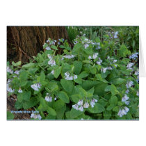 Virginia Blue Bells Card