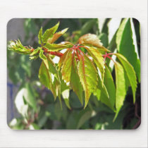 Virginia Creeper 1 mousepads
