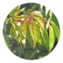 Virginia Creeper 1