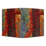 Virginia Creeper bright red in autumn at binders