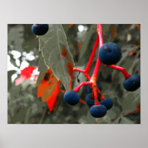 Virginia Creeper Fruit Print