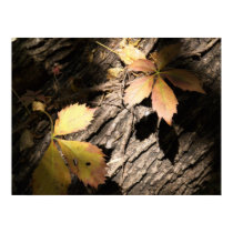 Virginia Creeper posters